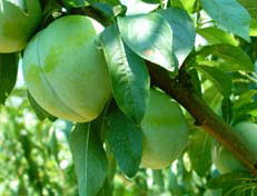 �������Y