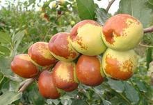 �������Y