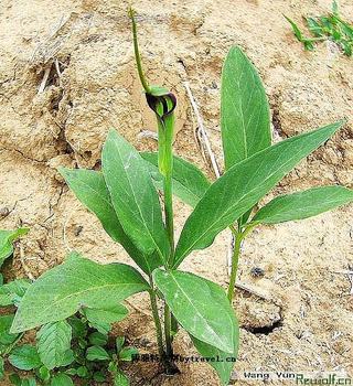 �������Y