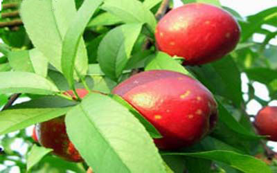 �������Y