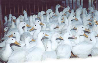 �������Y