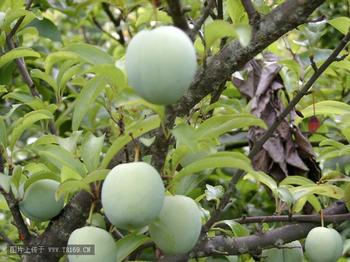 �������Y