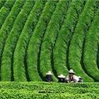 �������Y