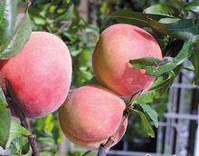 �������Y