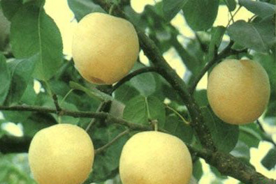 �������Y