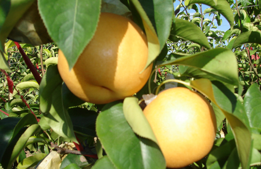 �������Y