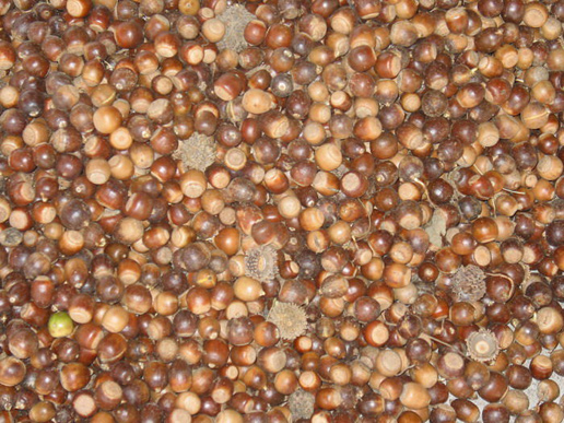 �������Y