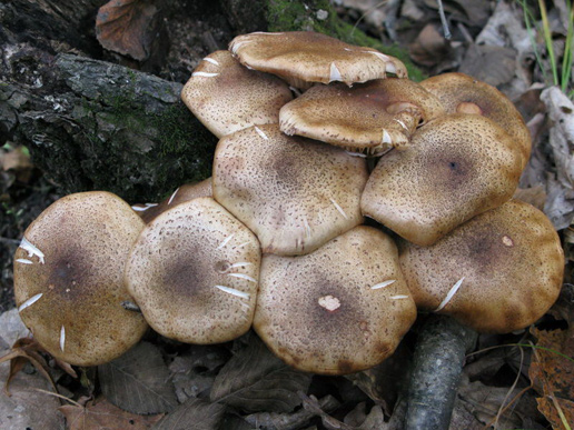 �������Y