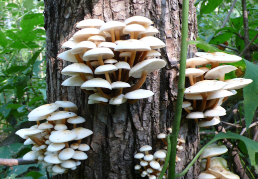 �������Y