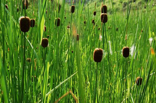 �������Y