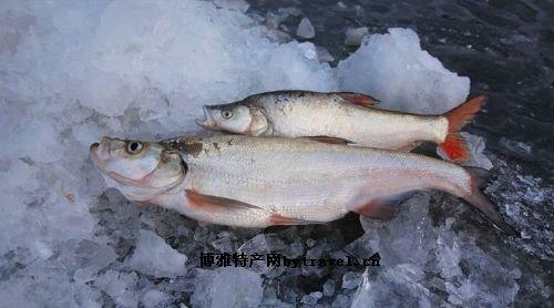 �������Y