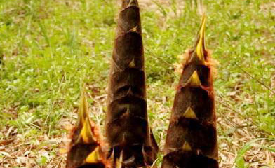 �������Y