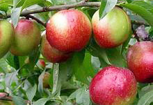 �������Y