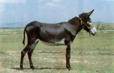 �������Y