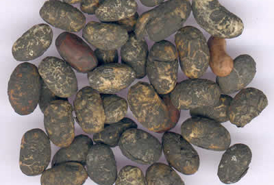 �������Y