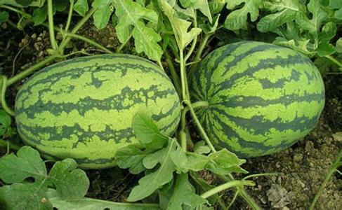 �������Y