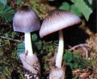 �������Y