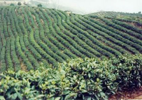 �������Y