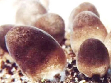 �������Y