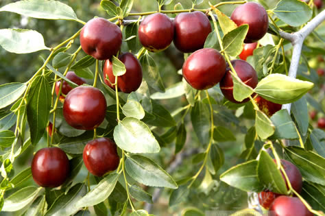 �������Y