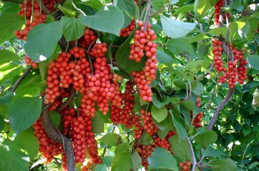 �������Y