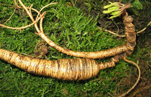 �������Y