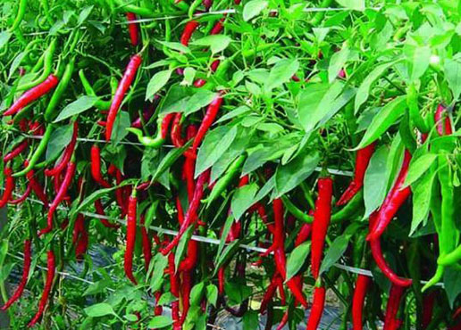 �������Y