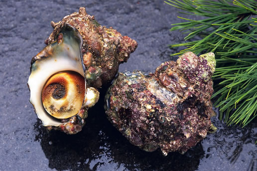 �������Y