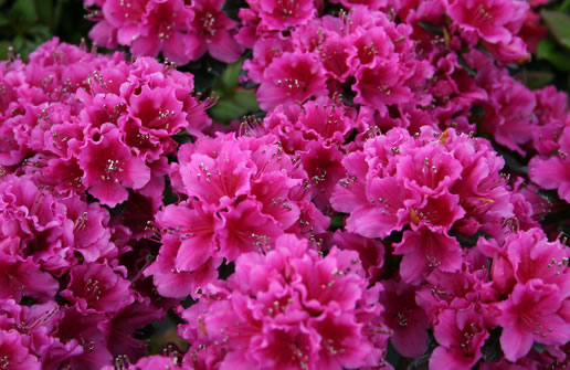 �������Y