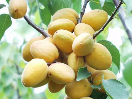 �������Y