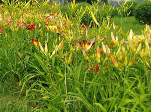 �������Y