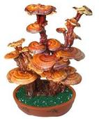 �������Y