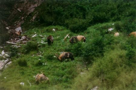 �������Y