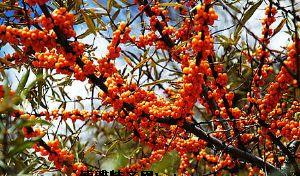 �������Y