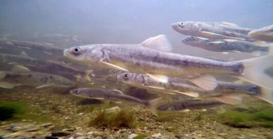 �������Y