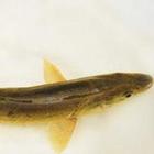 �������Y