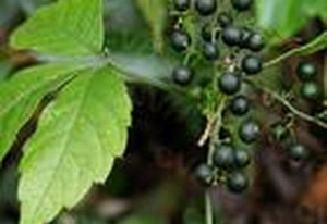 �������Y