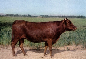 �������Y