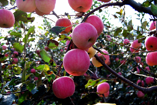 �������Y