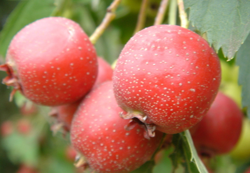 �������Y