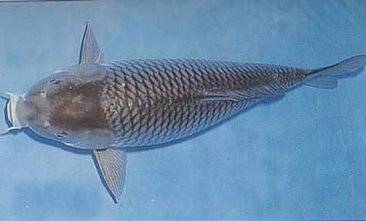 �������Y