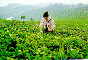 �������Y