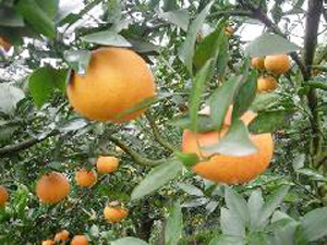 �������Y