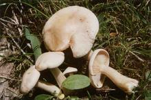 �������Y