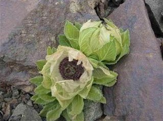 �������Y