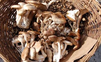 �������Y