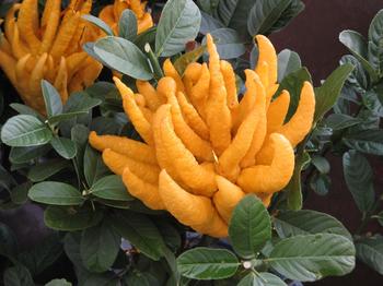 �������Y