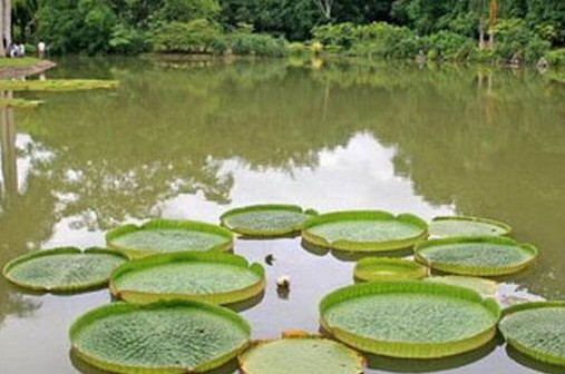 �������Y